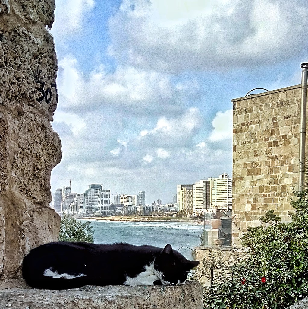 : Tel Aviv catview