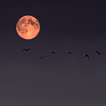 Flying in the Moonlight....