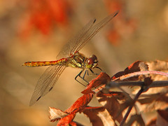 dragonfly - by Marko_K