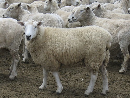 Sheep of New Zealand