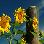 Muskoka Sunflowers