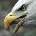 Samantha - Bald Eagle @ Washington DC / US National Zoo 9/3/2006