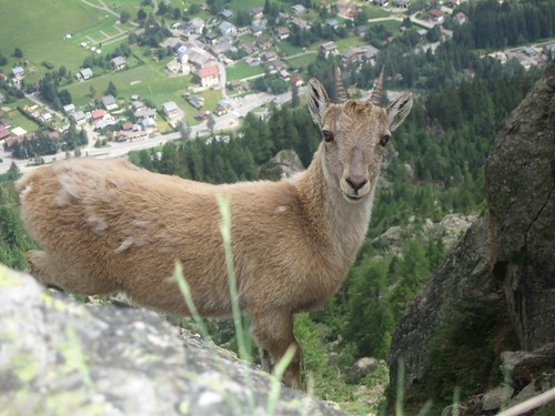 Baby Ibex at Argentiere