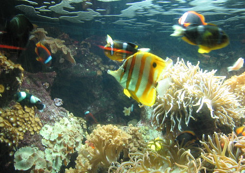 Walrus · Fish · Coral Reef fish 