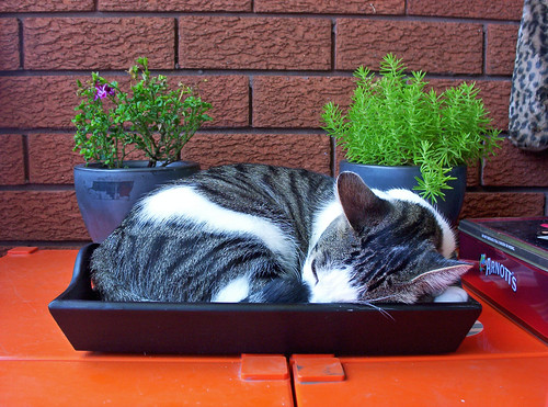 Coffee Tray Cat