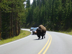 Bison Crossing, Yellowstone