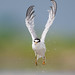 Tern Take-Off