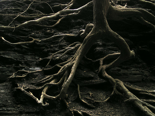 Eternal Roots