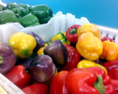 Rainbow of Peppers