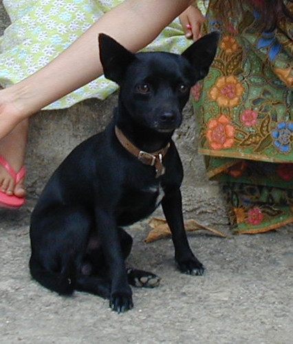could it have been a black chihuahua (or chihuahua mix)?