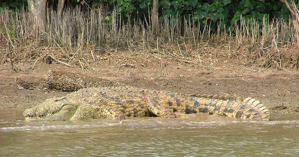 krokodil (St. Lucia)