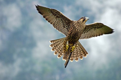 falcon fly