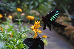 At the Butterfly Garden, Cameron Highlands, Malaysia by Joe Gratz
