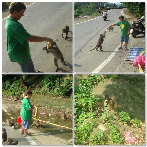 Sam feeds the monkeys