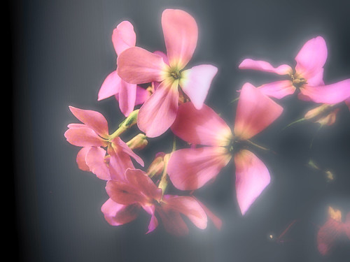 #FLOWERS EXPERIMENT ©  NO PHOTOGRAPHER