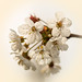 Bild zu Cherry Blossoms