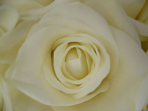 White rose by Swamibu.