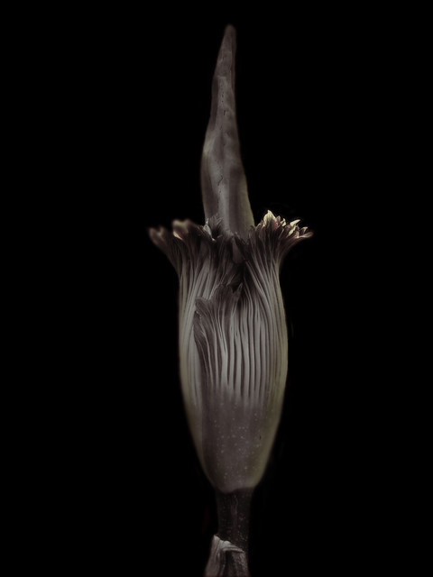 Amorphophallus titanum, Atlanta, GA, 2004