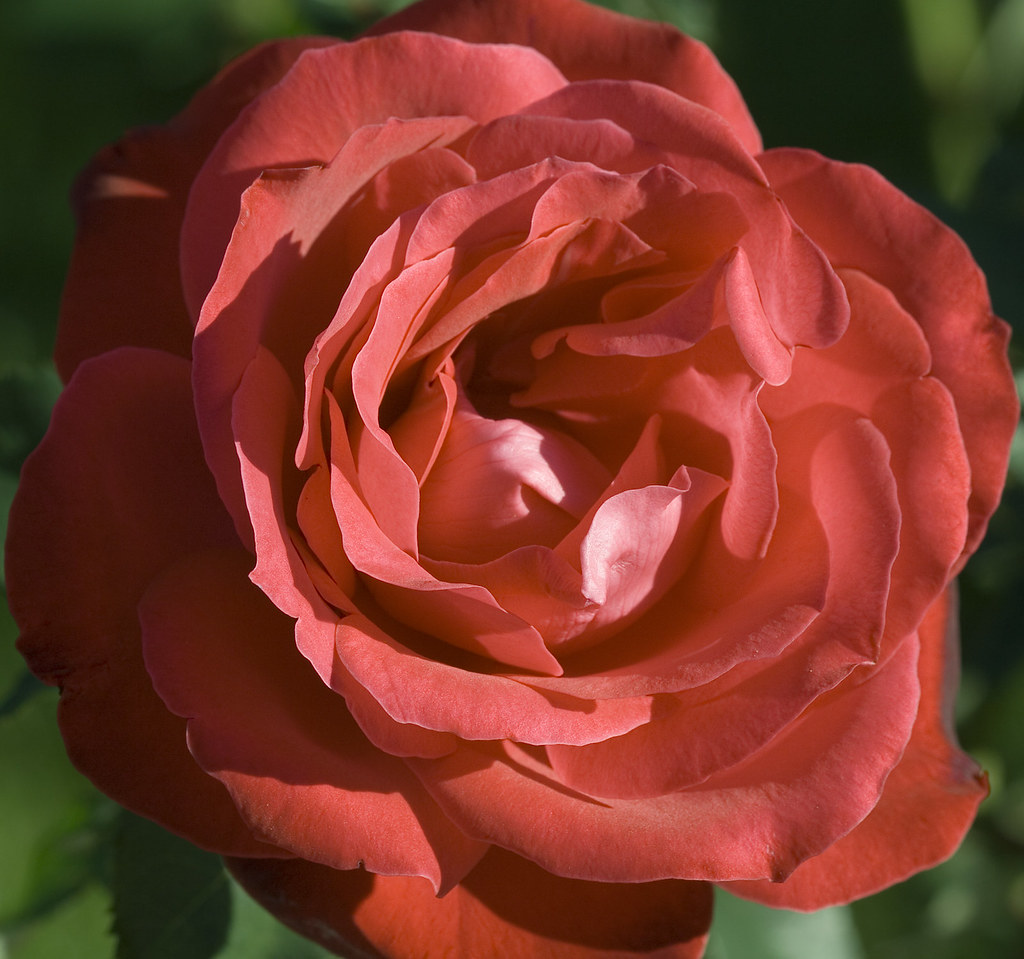 : Rose #2