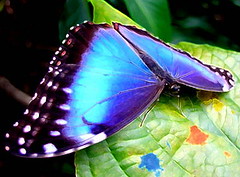 Morpho butterfly wings inspire thermal imaging breakthrough