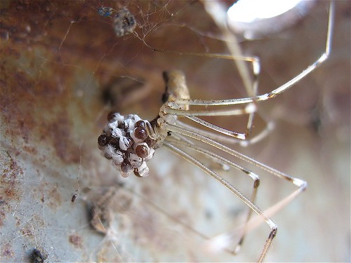 Mama Daddy Long Legs with Eggs (1)