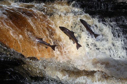 Salmon Leap 2.....