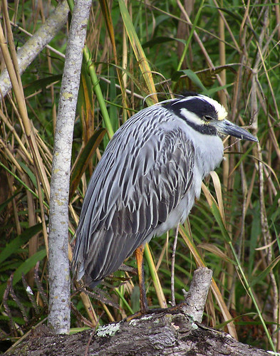Night Heron in the Glades