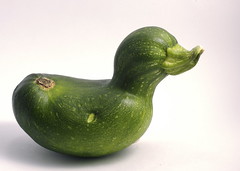 Zucchini Duck (by Alex Gee)