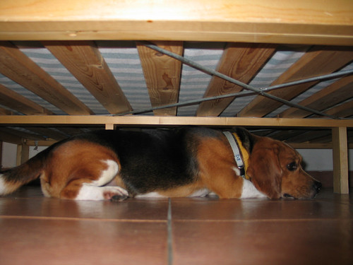 Milo hiding under my bed