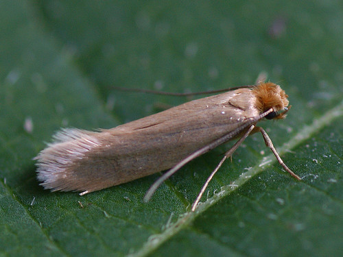 Tineola bisselliella - Common clothes moth -   ©  Cossus