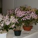 D. kingianum hybrids – Anita & Jerry Spencer