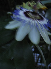 passion flower, first thursday