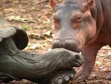 hippo kisses tortoise (7) by Ummayyah.