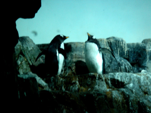 central park zoo penguins. Central Park Zoo Penguins