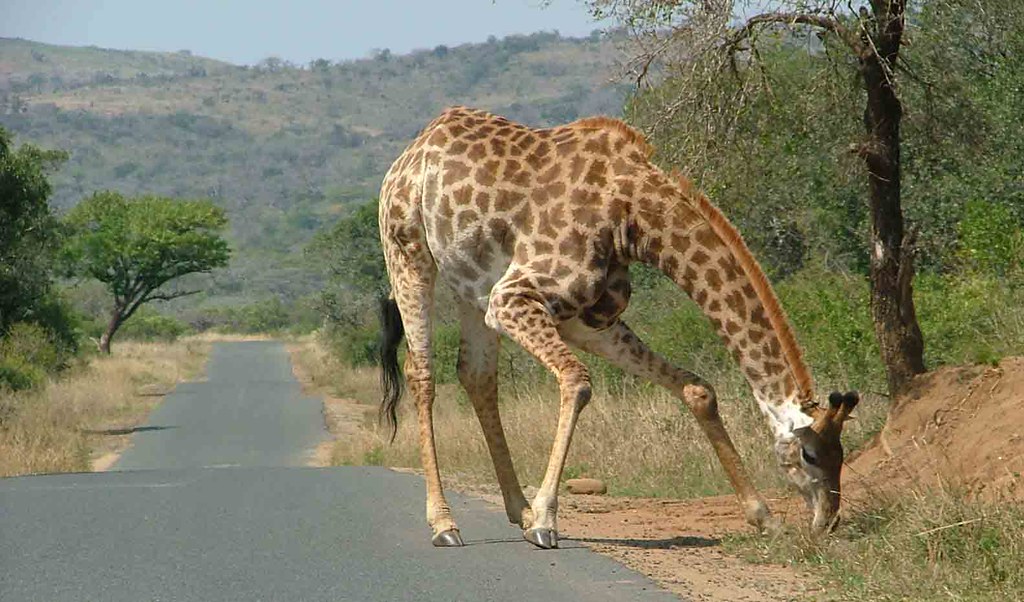 giraffe (Hluhluwe Umfolozi Park)