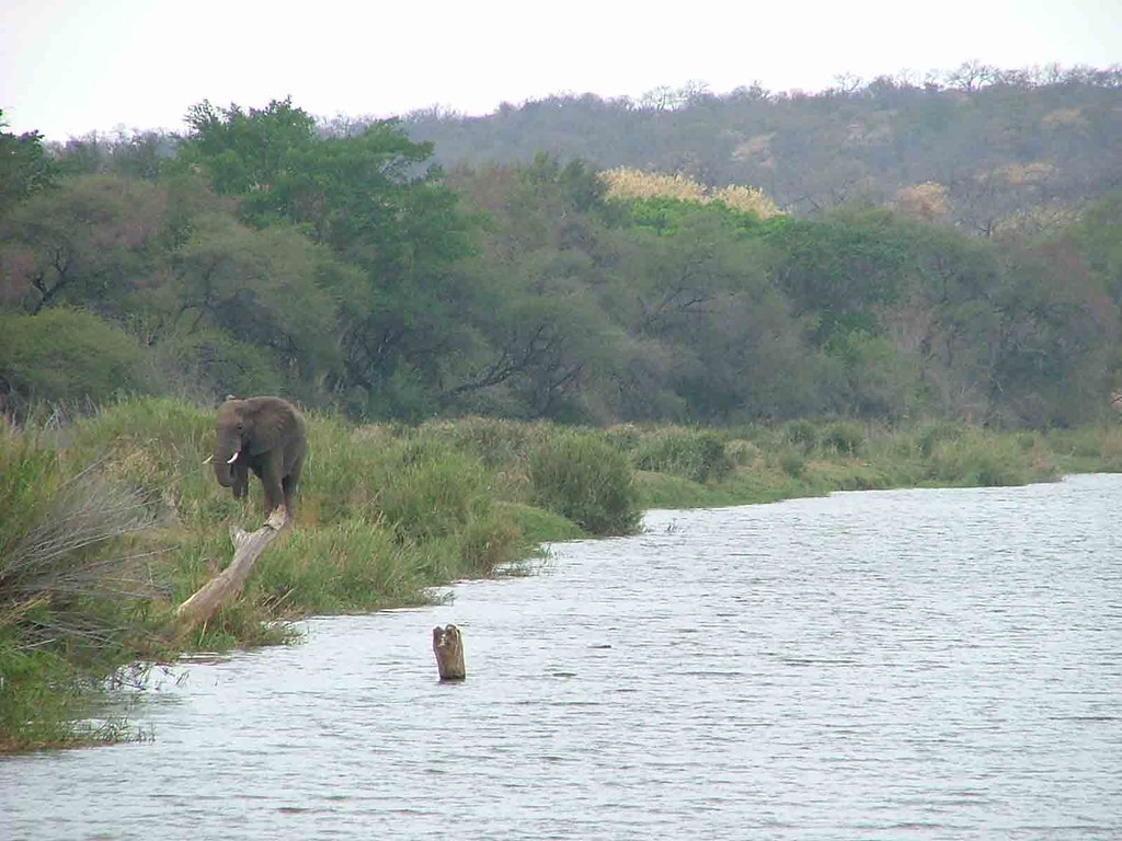 olifant (riviersafari)