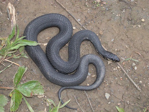 Pelee Island Field Trip (2002): Melanistic Garter Snake
