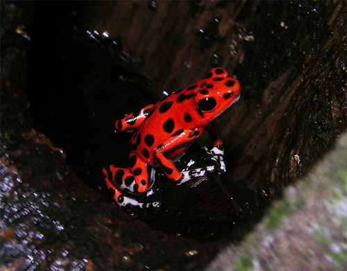 Famous strawberry poison-dart frog from the Red Frog Beach, Panama