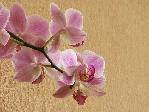 Orchid ©   