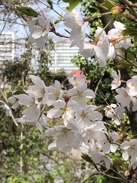 白島の桜(3)