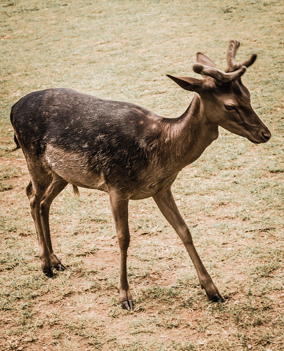 Deer ©  Raymond Zoller