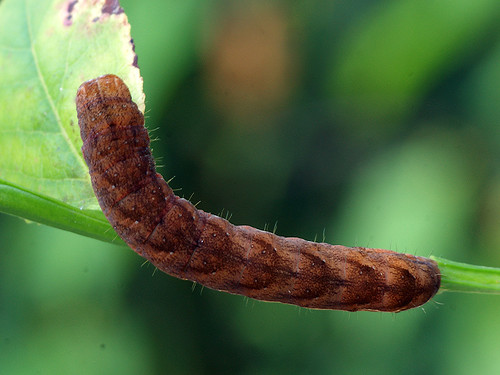 Papestra biren (larva) - Glaucous shears (caterpillar) -   () ©  Cossus