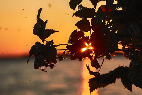 On the Sunset ©  Dmitriy Protsenko