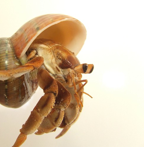 land hermit crab (Coenobita variabilis)