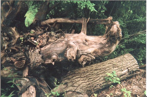 Too much time at The Winking Lizard, pt. 3. Another fallen tree that looks like an animal! This one is also near Peninsula/Lock 29
