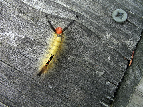 craaaaazy caterpillar