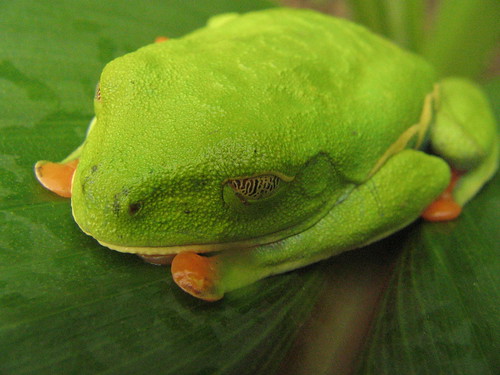  Eye Tree Frog Tattoos: Source url:http://www.squidoo.com/frogsandtoads 