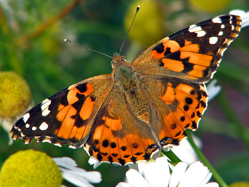 Painted lady 2