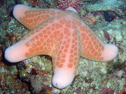 Морска звезда Choriaster Granulatus велика 30 cm (фото CybersamX)