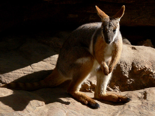 Yellow-footed rock wallabe